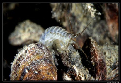 Gammarus pulex, is a fresh water amphipod. The eyes are q... by Daniel Strub 